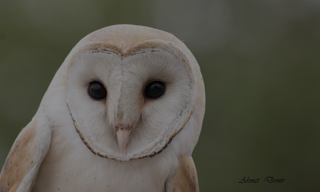 Western Barn Owl