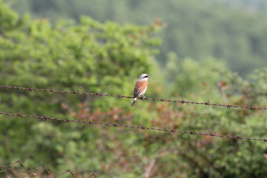 Red-backed Shrike