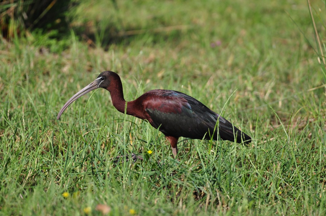 Glossy Ibis
