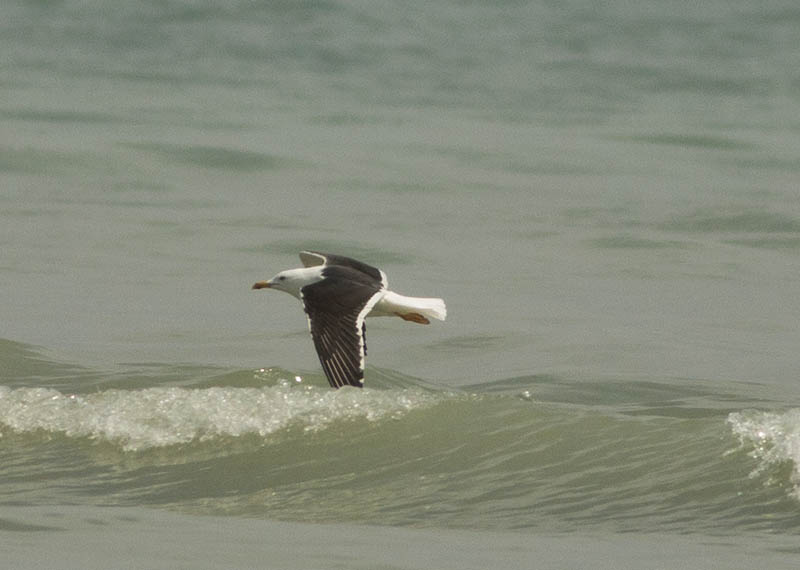 Lesser Black-backed Gull