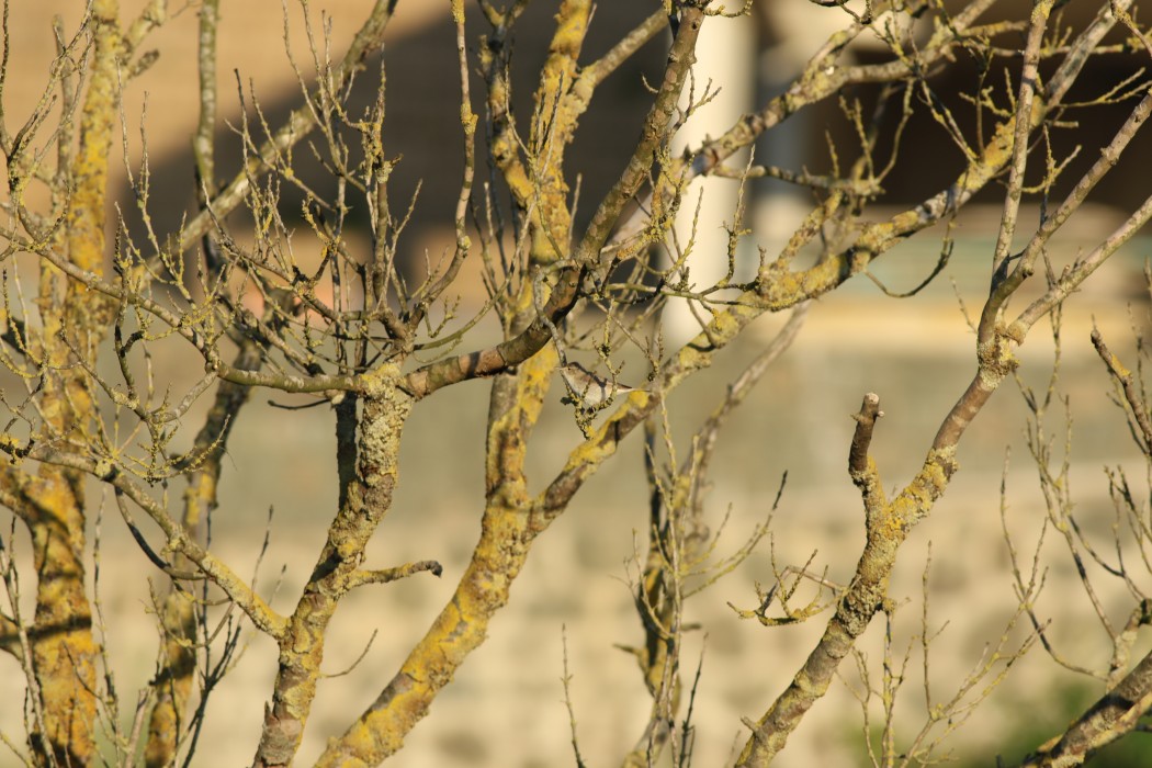 Eastern Olivaceous Warbler
