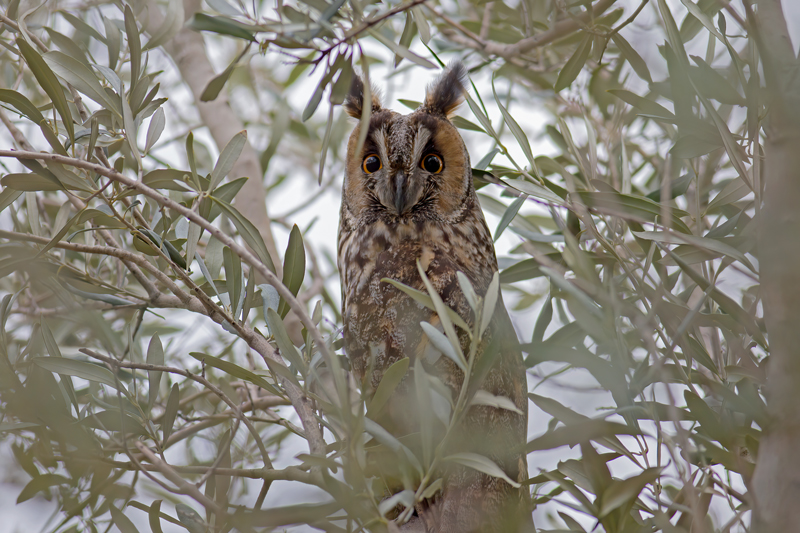 Long-eared Owl