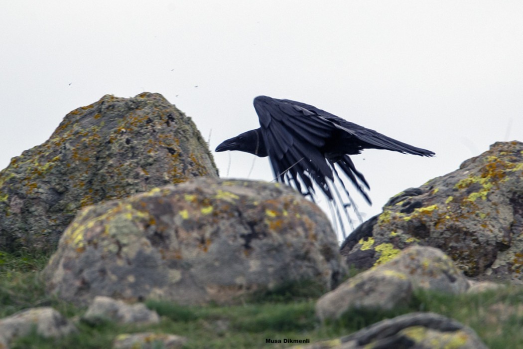 Northern Raven