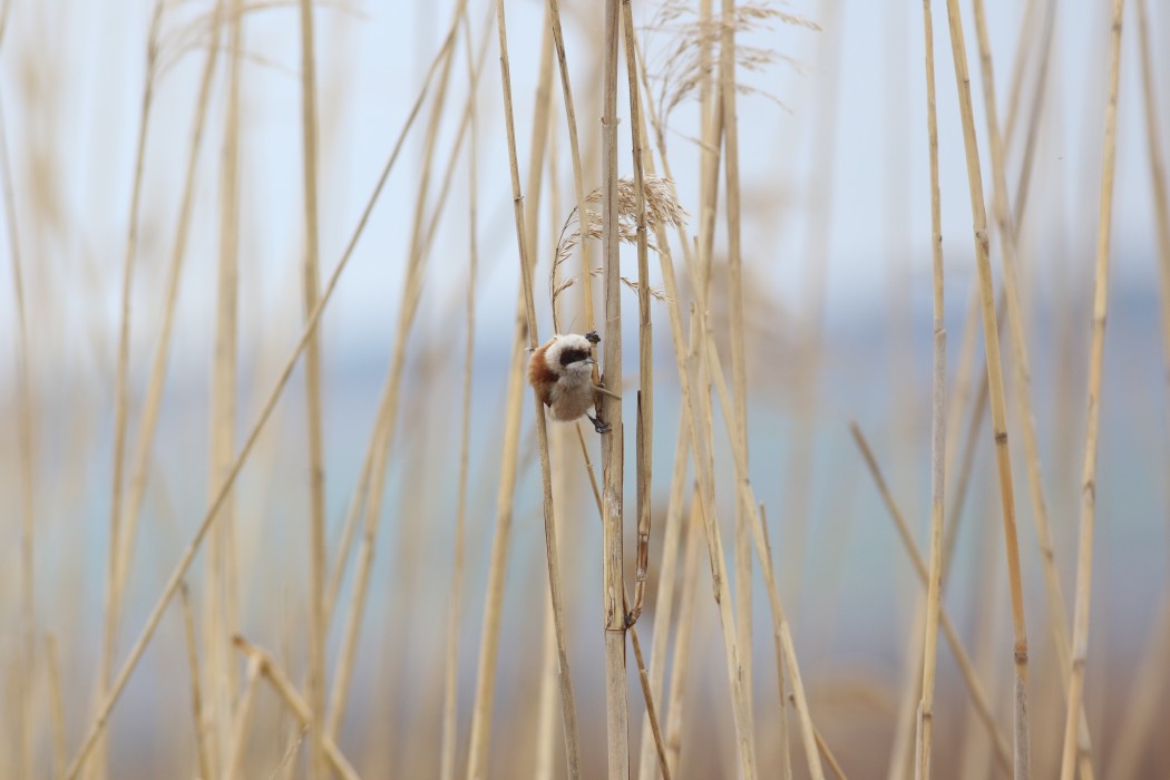 Eurasian Penduline Tit