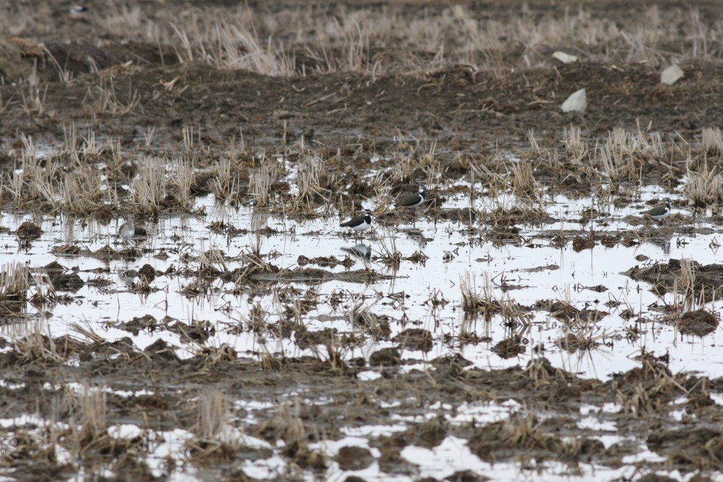 Northern Lapwing
