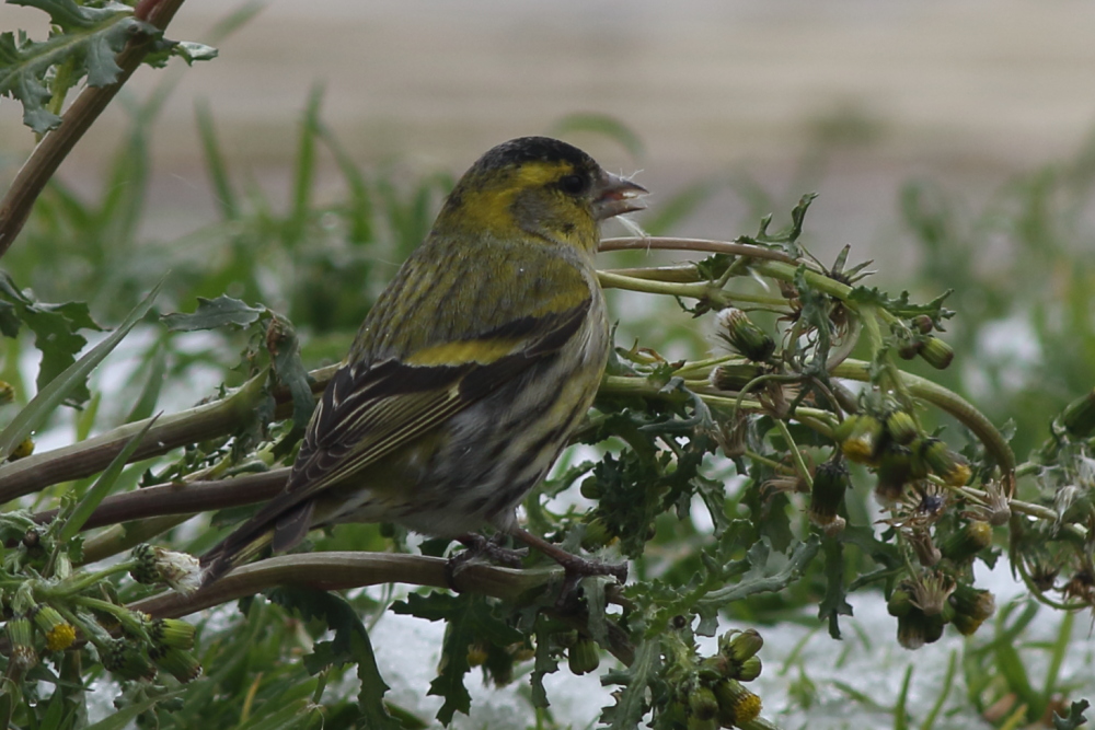 Eurasian Siskin