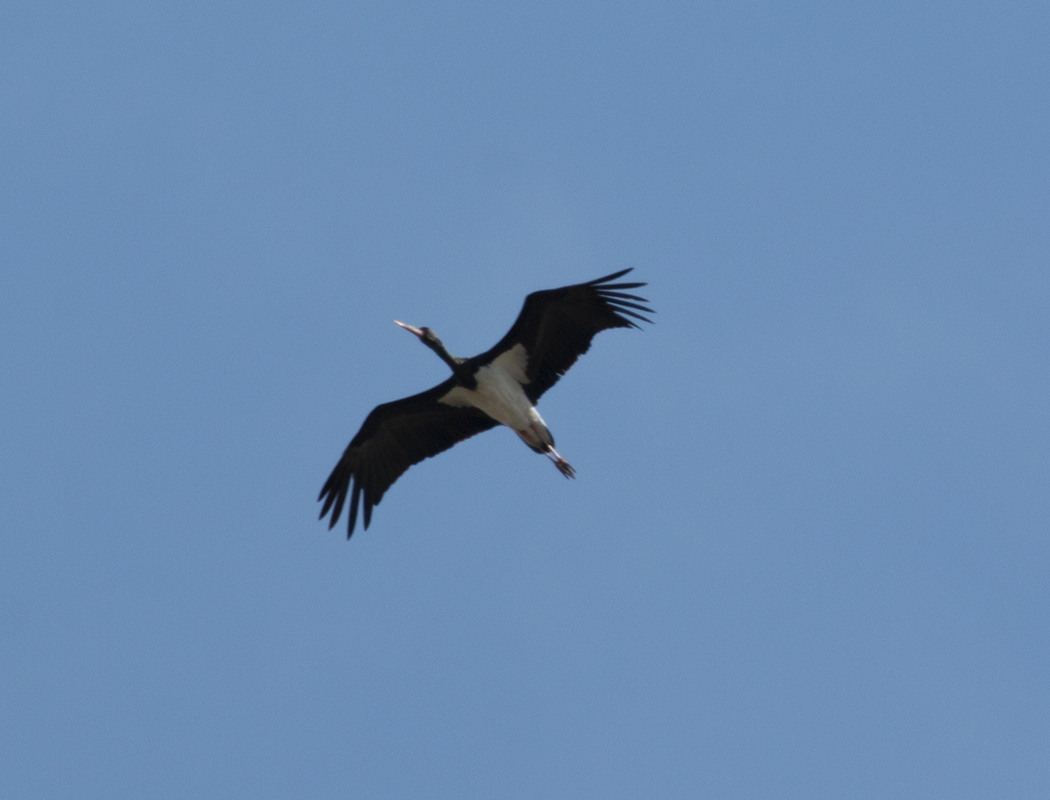 Black Stork