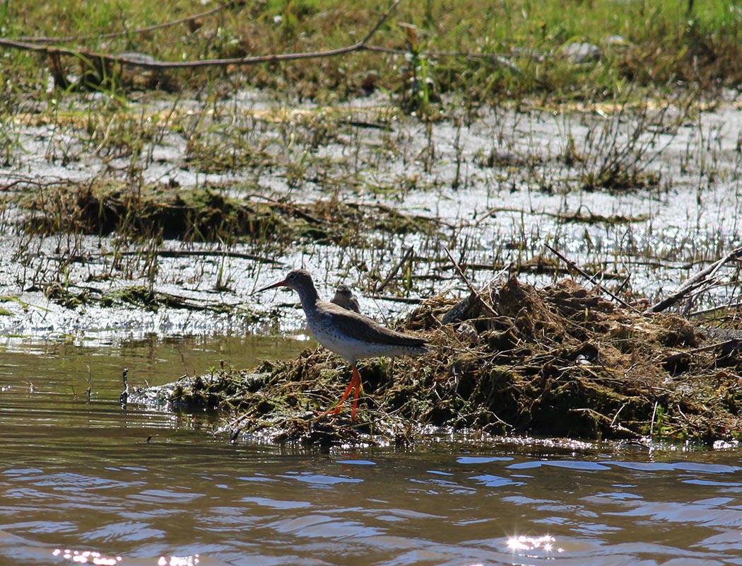 Common Redshank