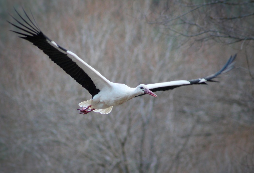 White Stork