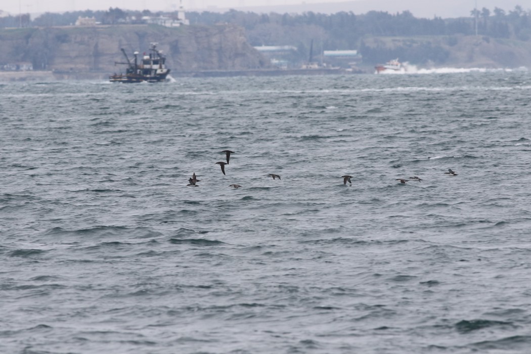 Yelkouan Shearwater