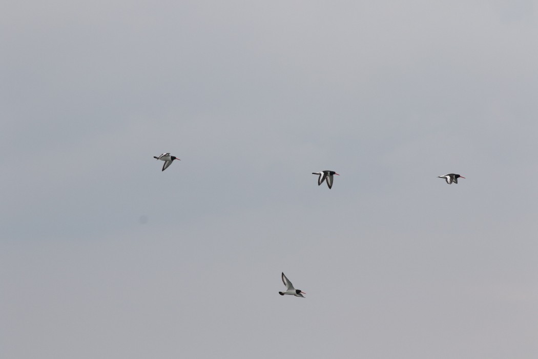 Eurasian Oystercatcher