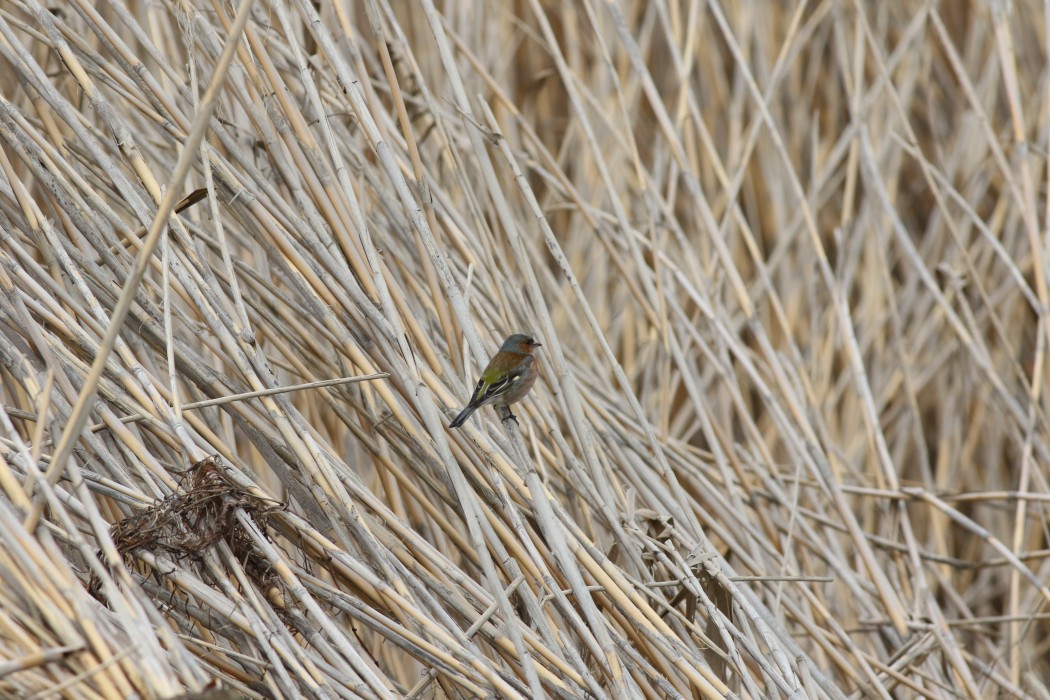 Eurasian Chaffinch