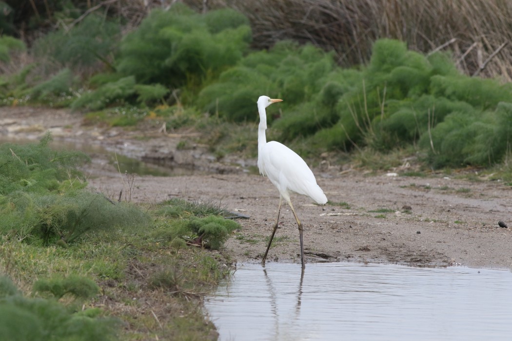 Great Egret