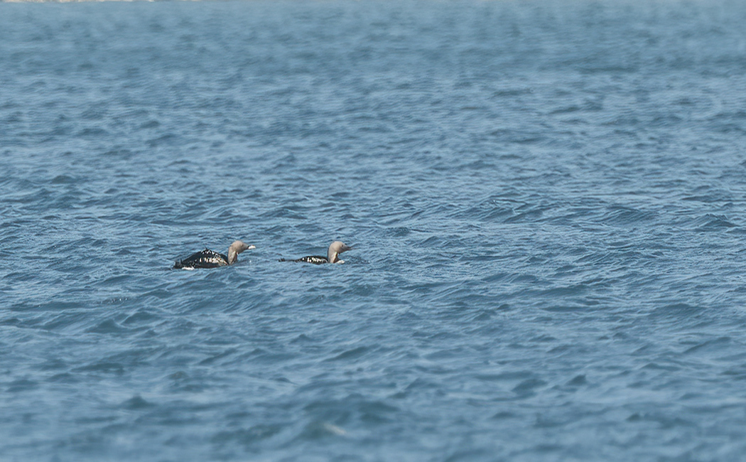 Black-throated Loon