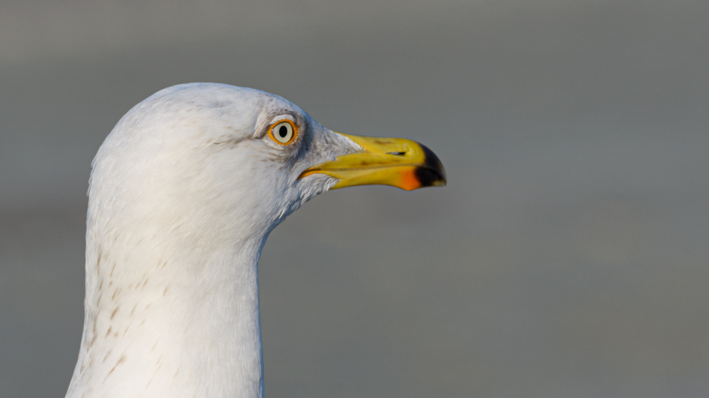 European Herring Gull