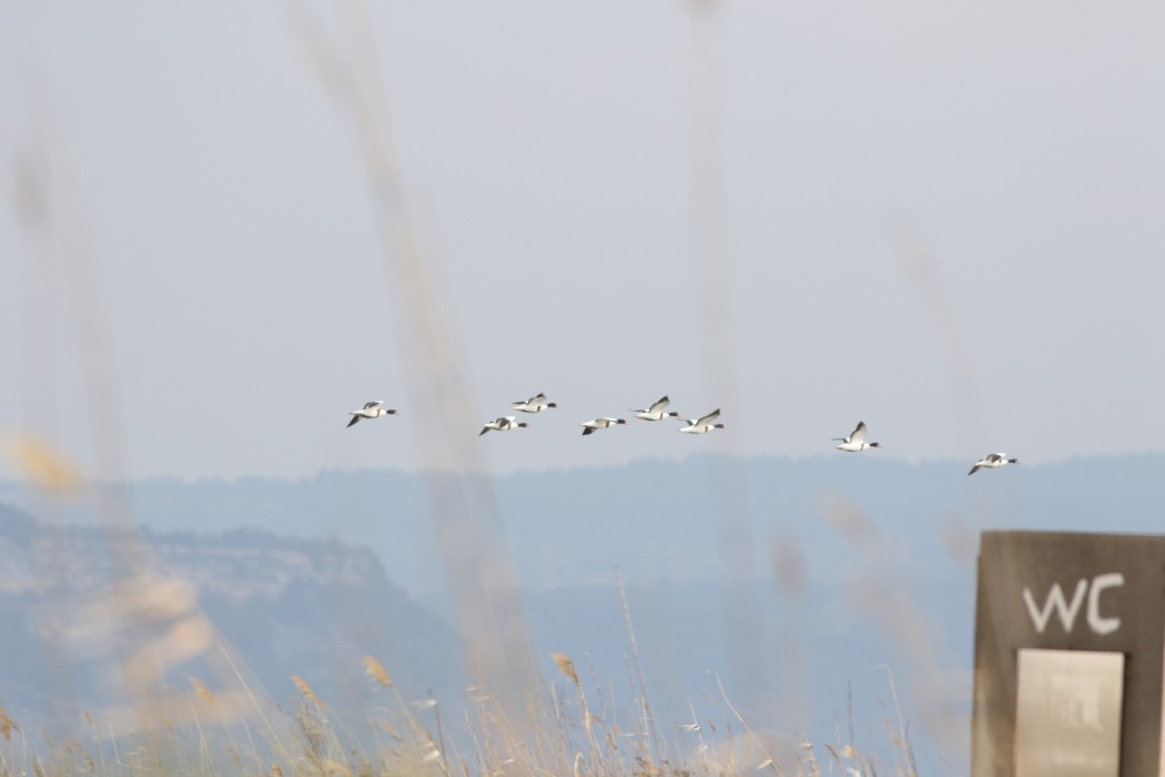 Common Shelduck