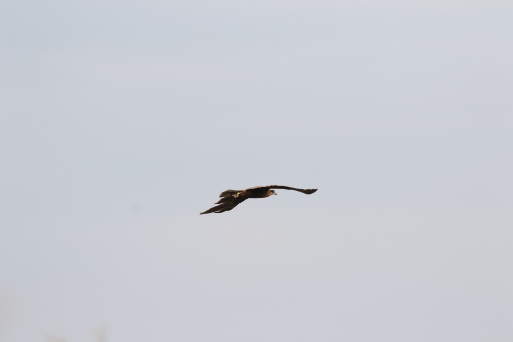 Western Marsh Harrier