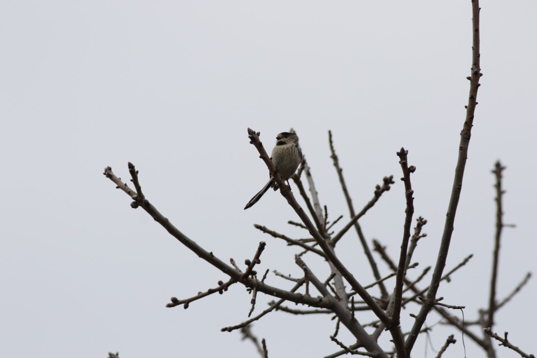 Long-tailed Tit