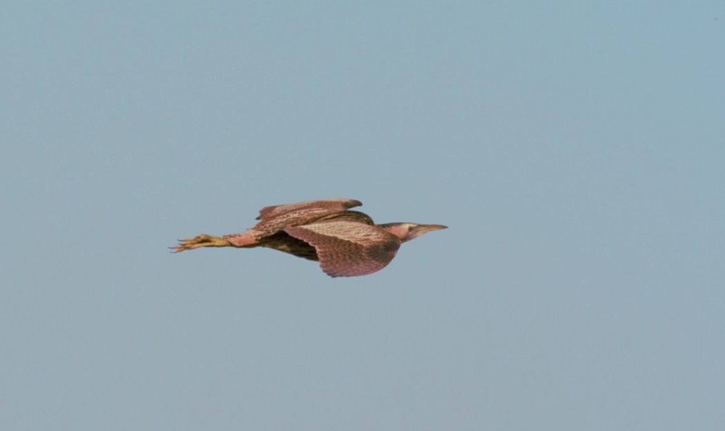 Eurasian Bittern
