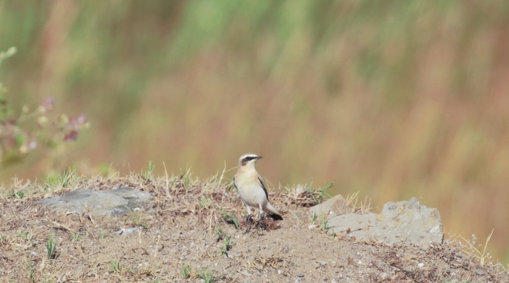 Northern Wheatear