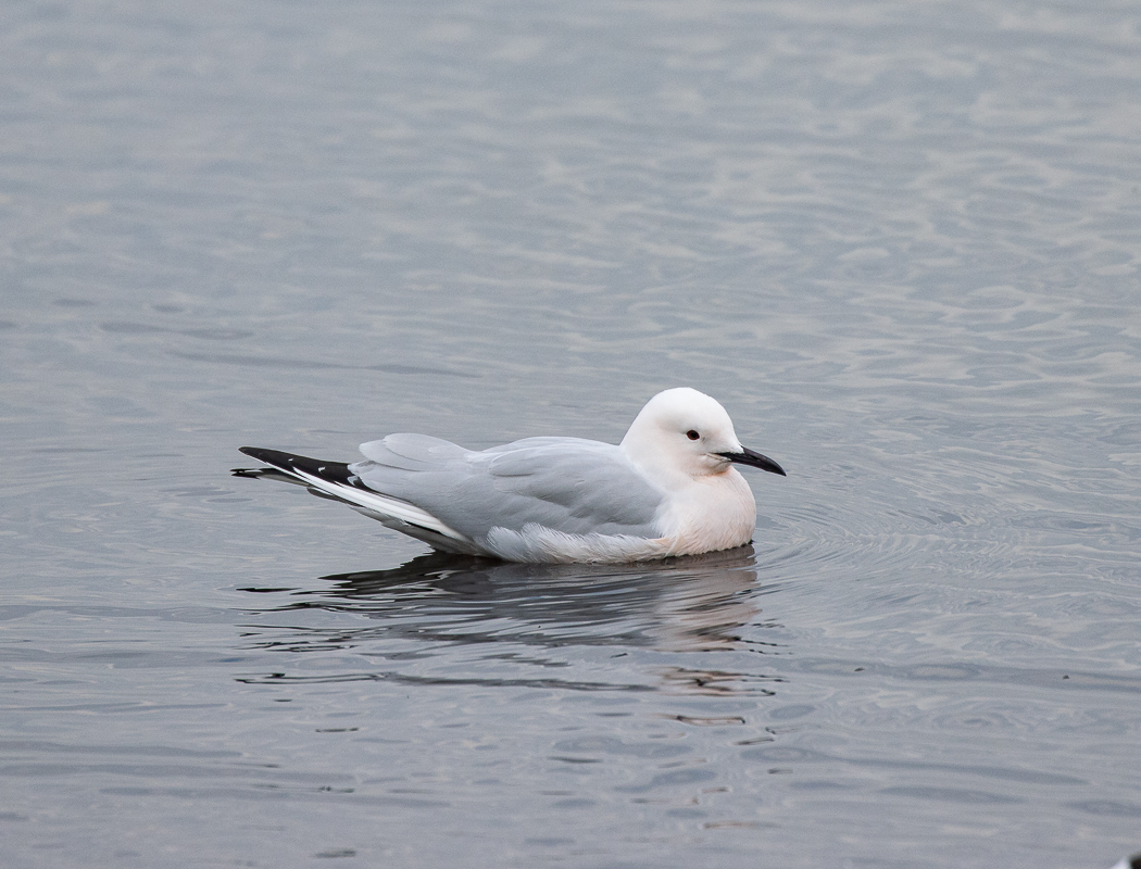 Slender-billed Gull
