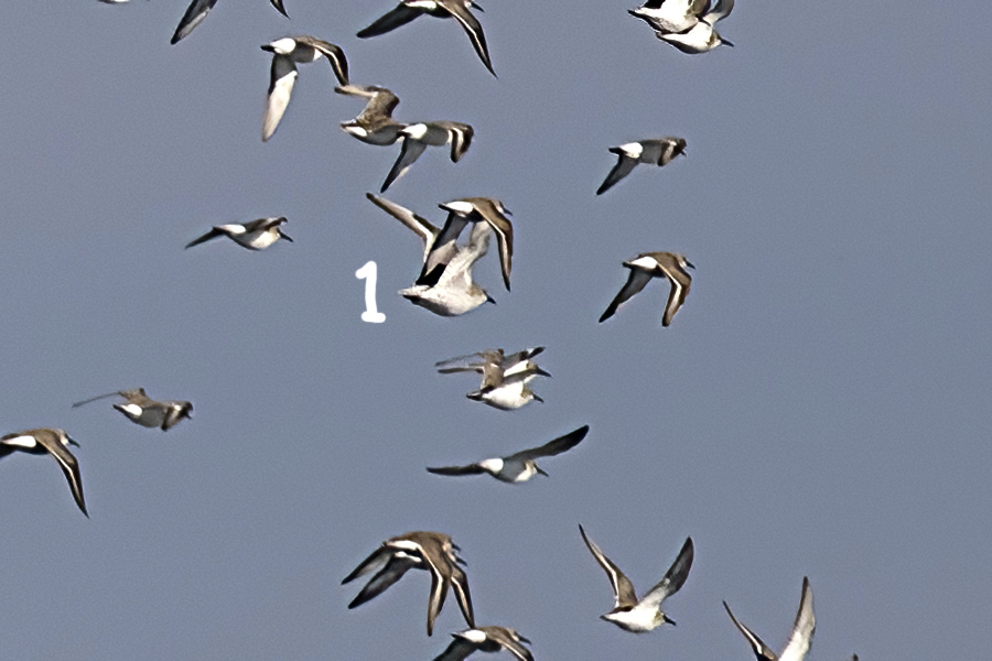 Red Knot