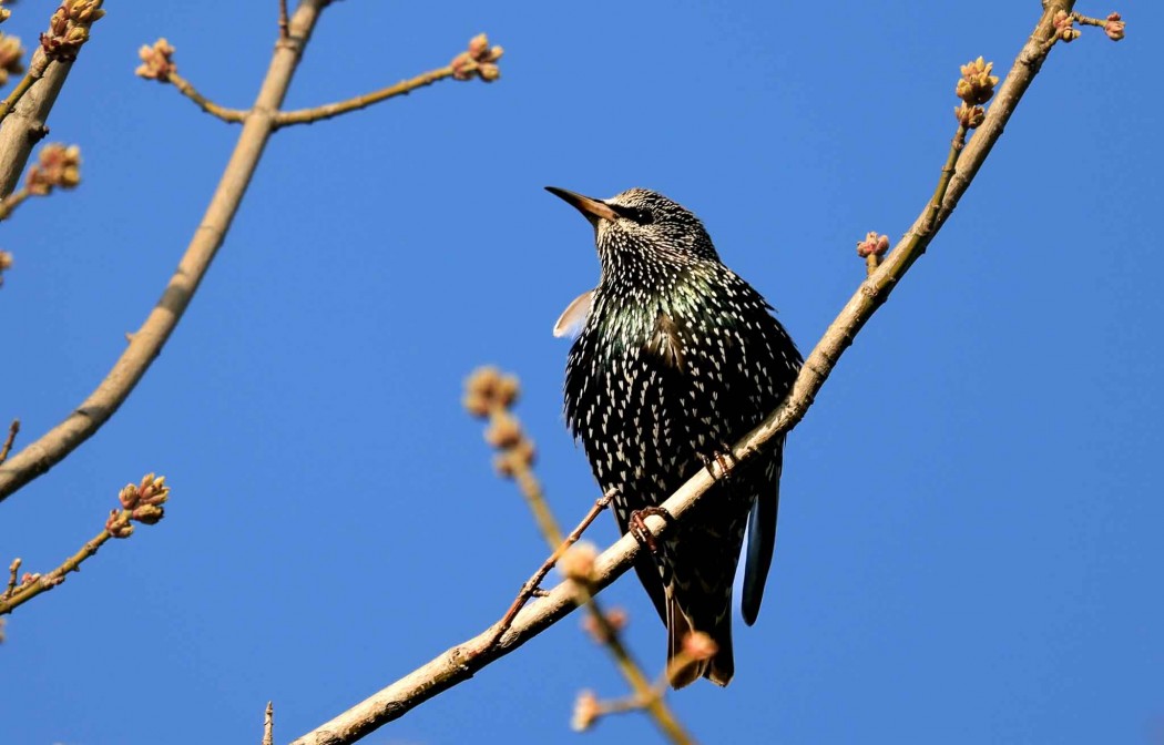 Common Starling