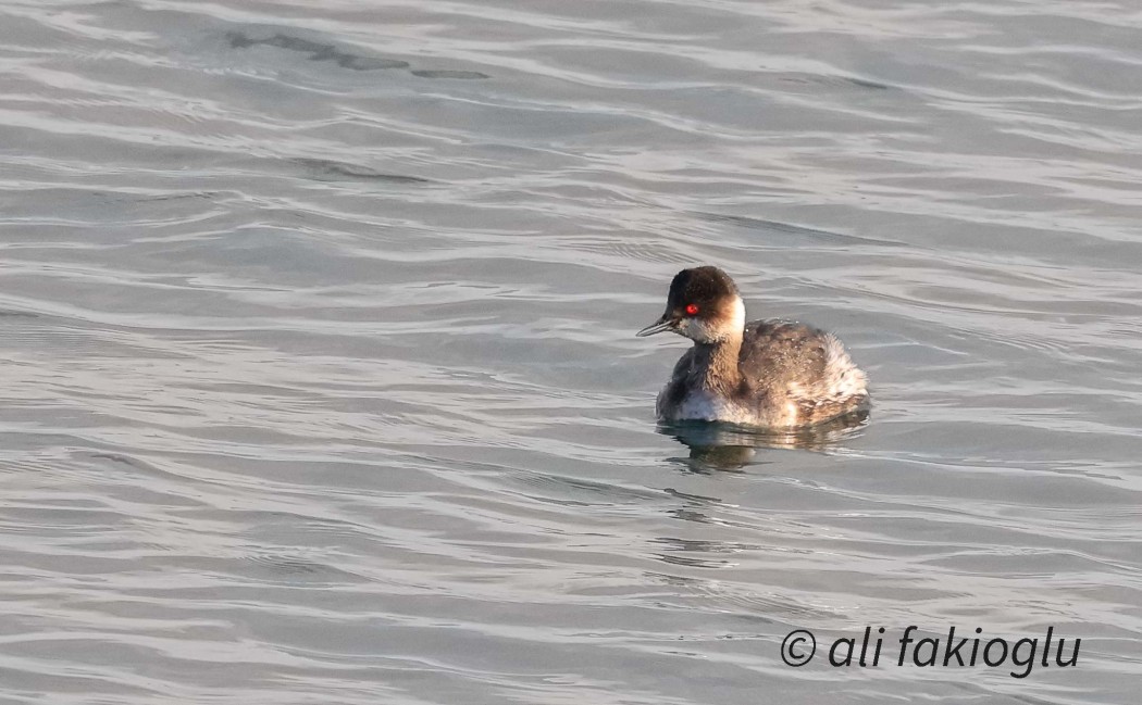 Black-necked Grebe