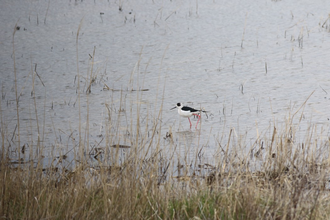 Black-winged Stilt