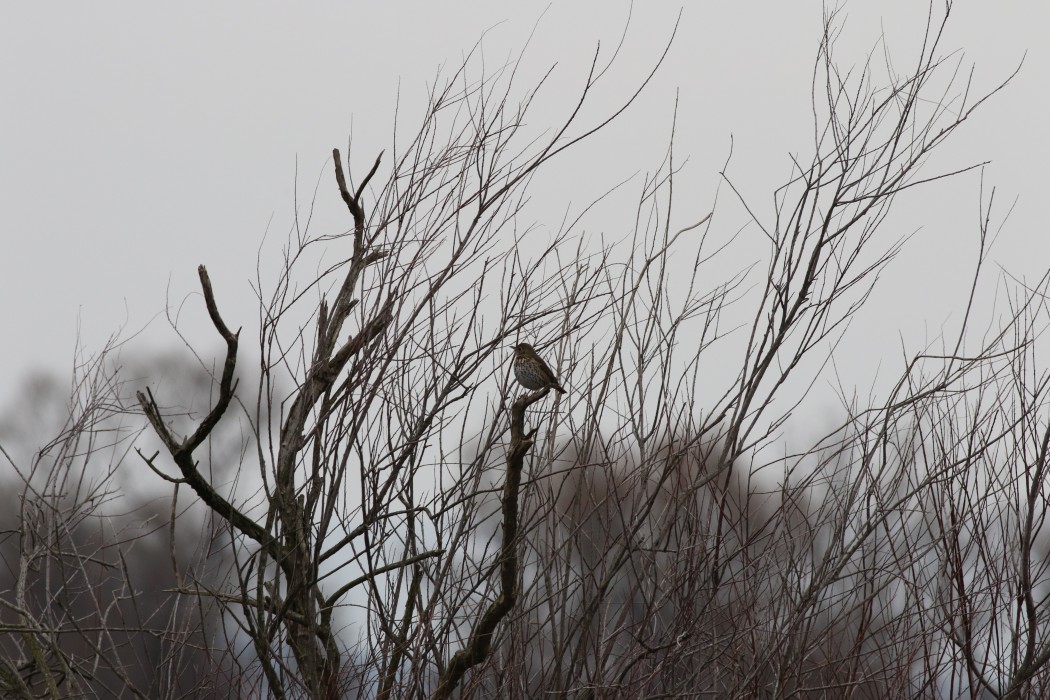 Song Thrush