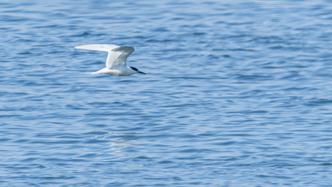 Sandwich Tern