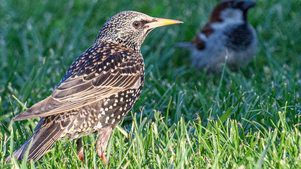 Common Starling