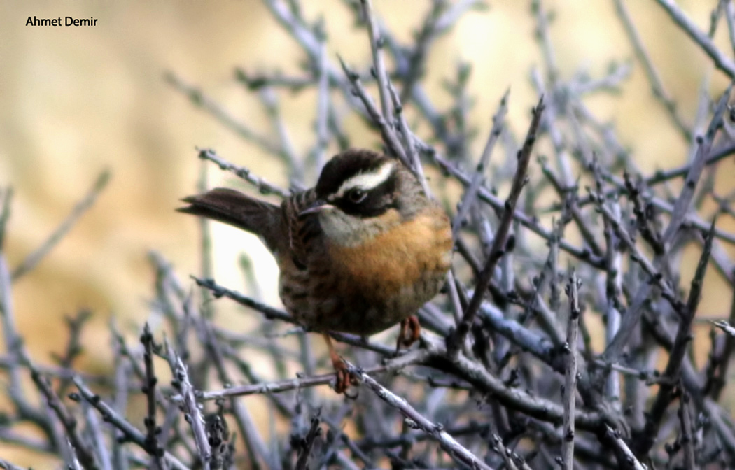 Radde`s Accentor