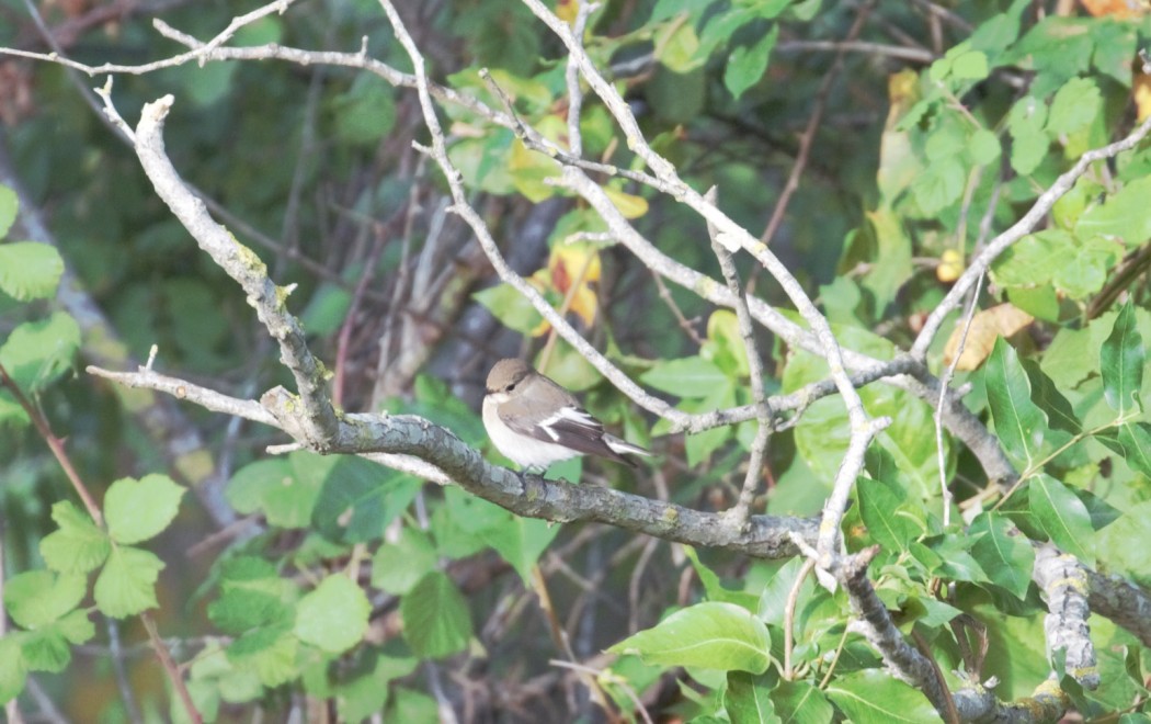 Collared Flycatcher