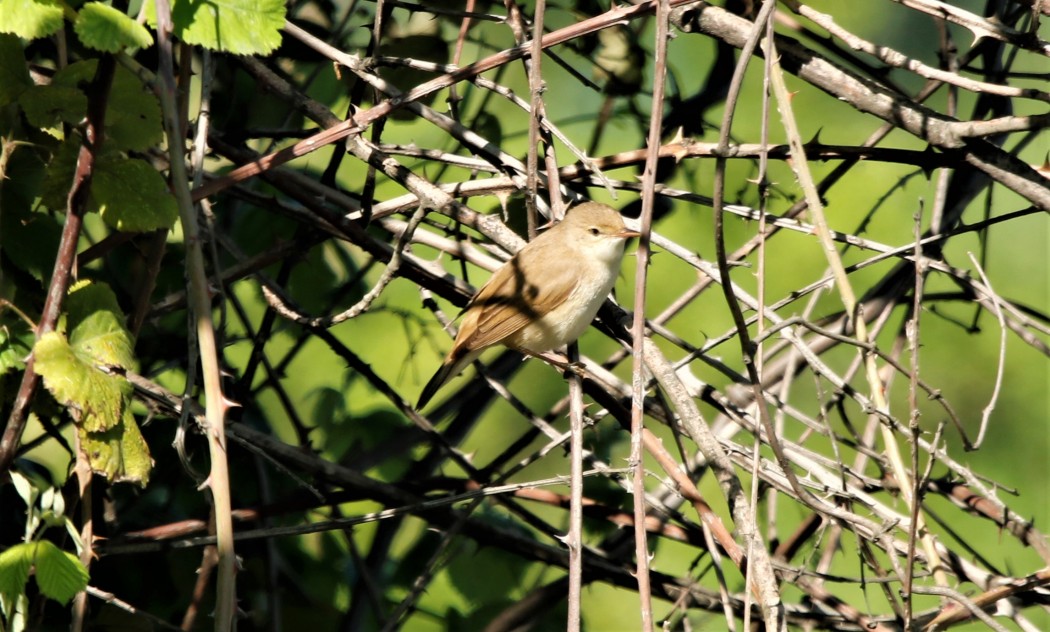 Marsh Warbler