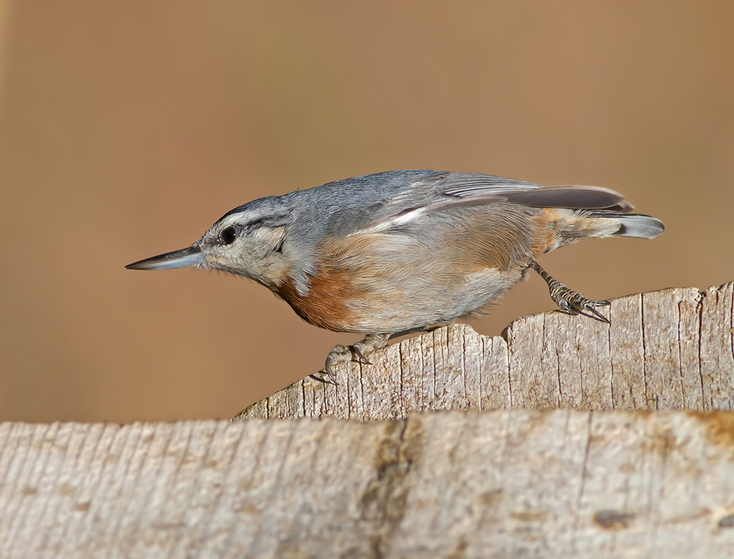 Krüper`s Nuthatch