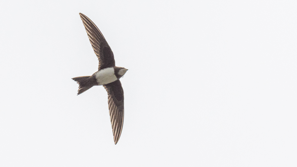 Alpine Swift