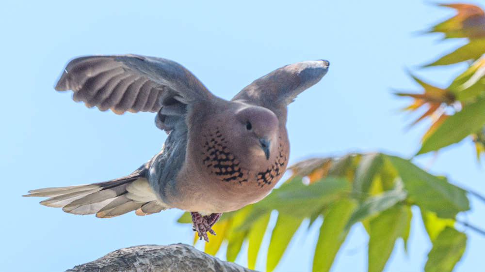 Laughing Dove
