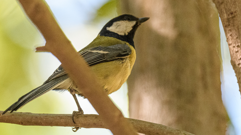 Great Tit