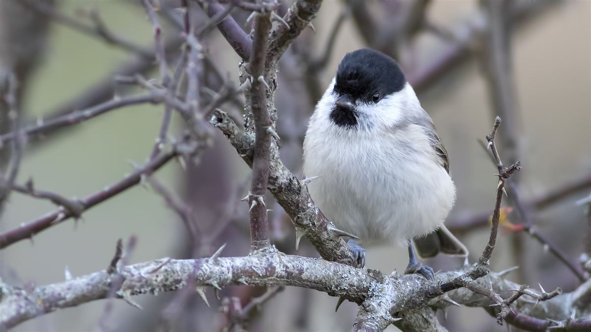 Marsh Tit