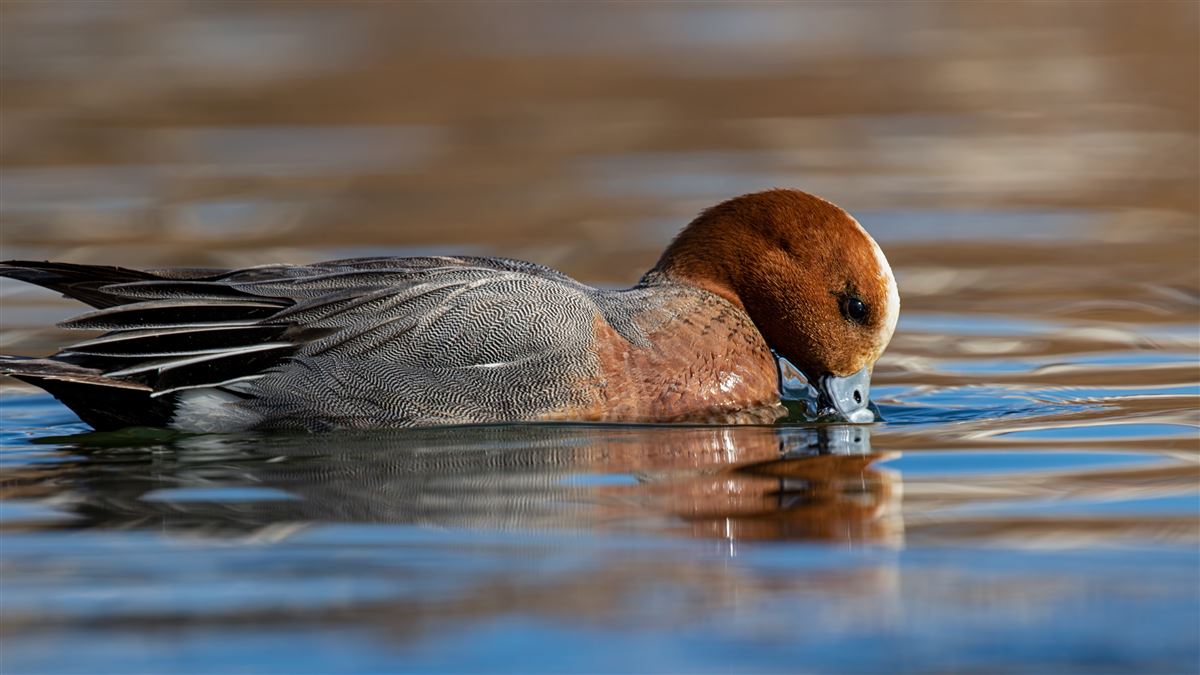 Eurasian Wigeon
