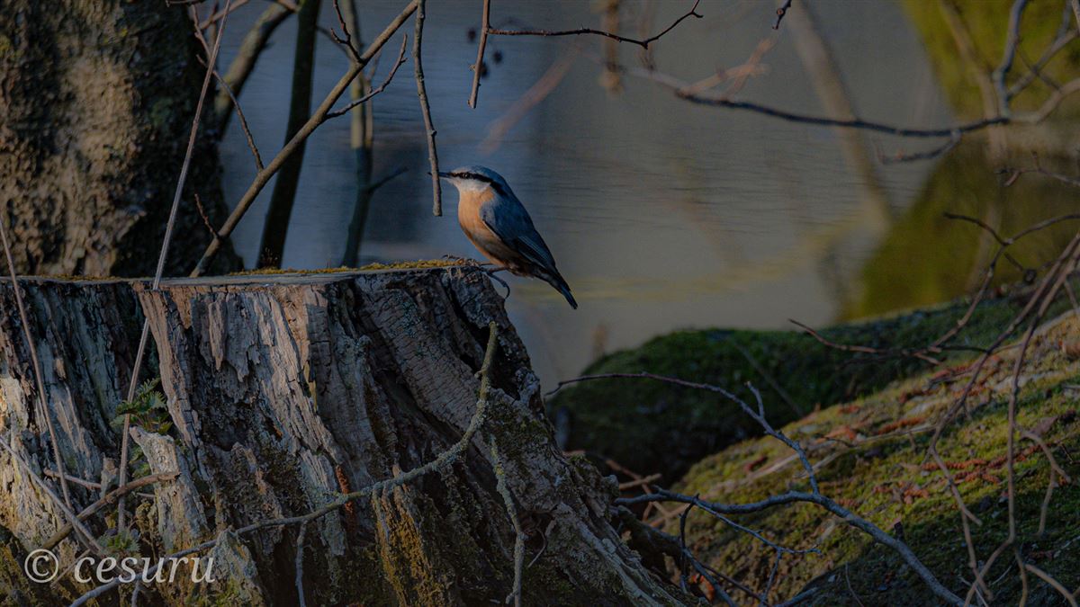 Eurasian Nuthatch