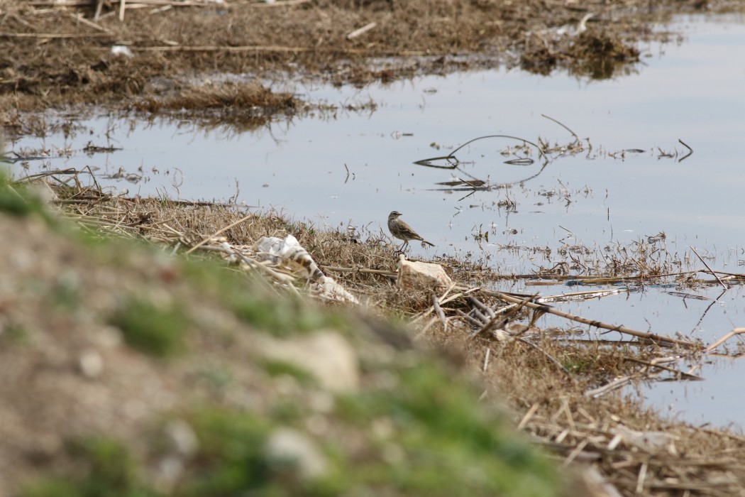 Water Pipit