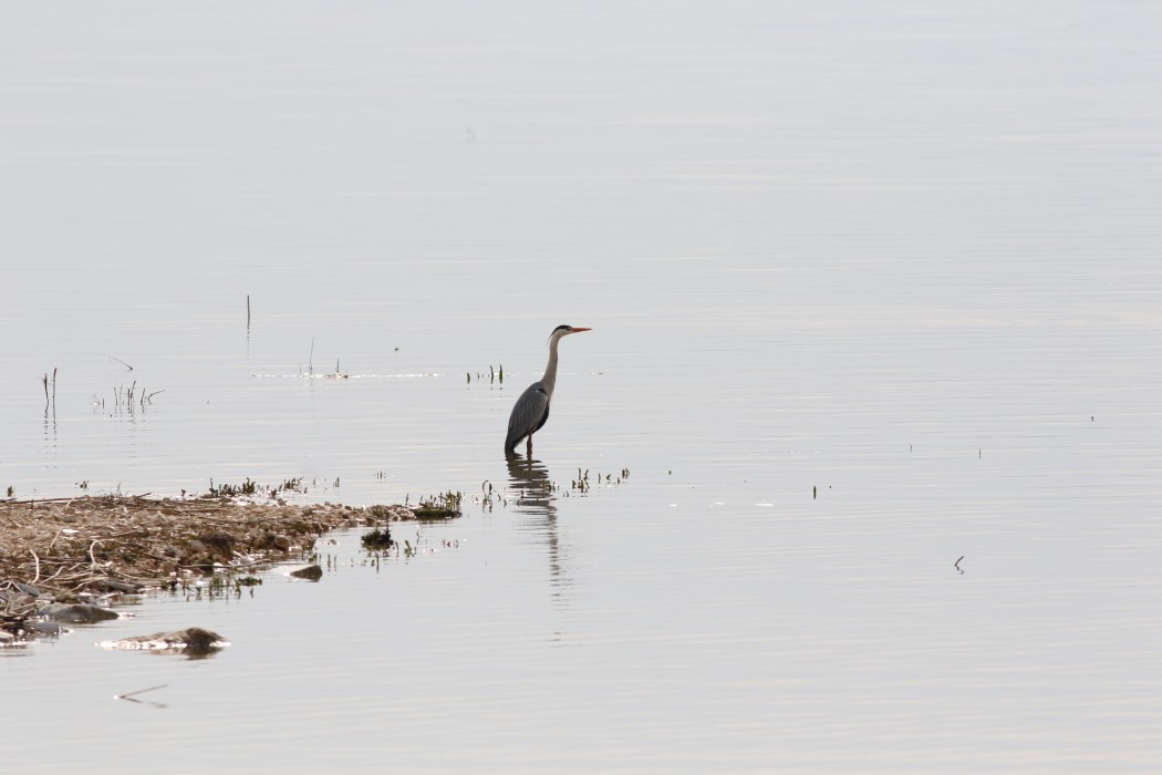 Grey Heron