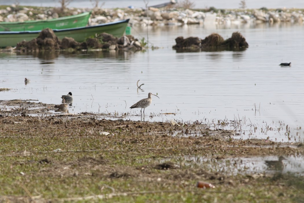 Eurasian Curlew