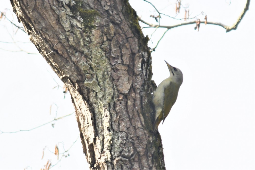 Grey-headed Woodpecker