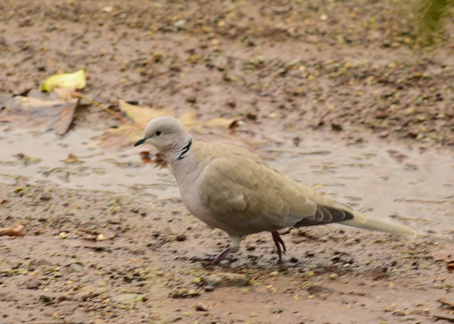 Eurasian Collared Dove