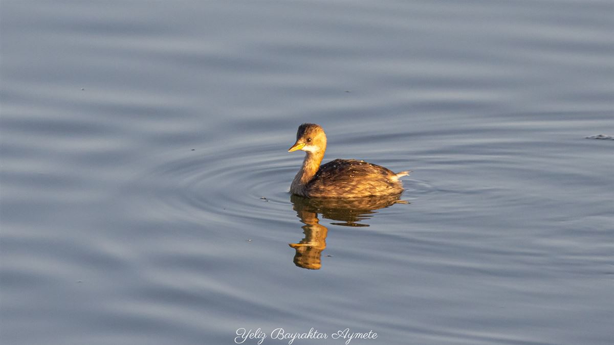 Little Grebe