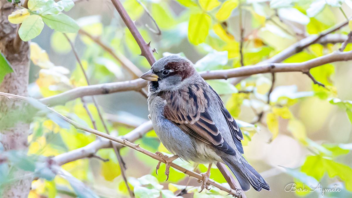 House Sparrow