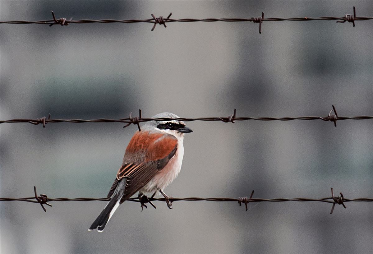 Red-backed Shrike